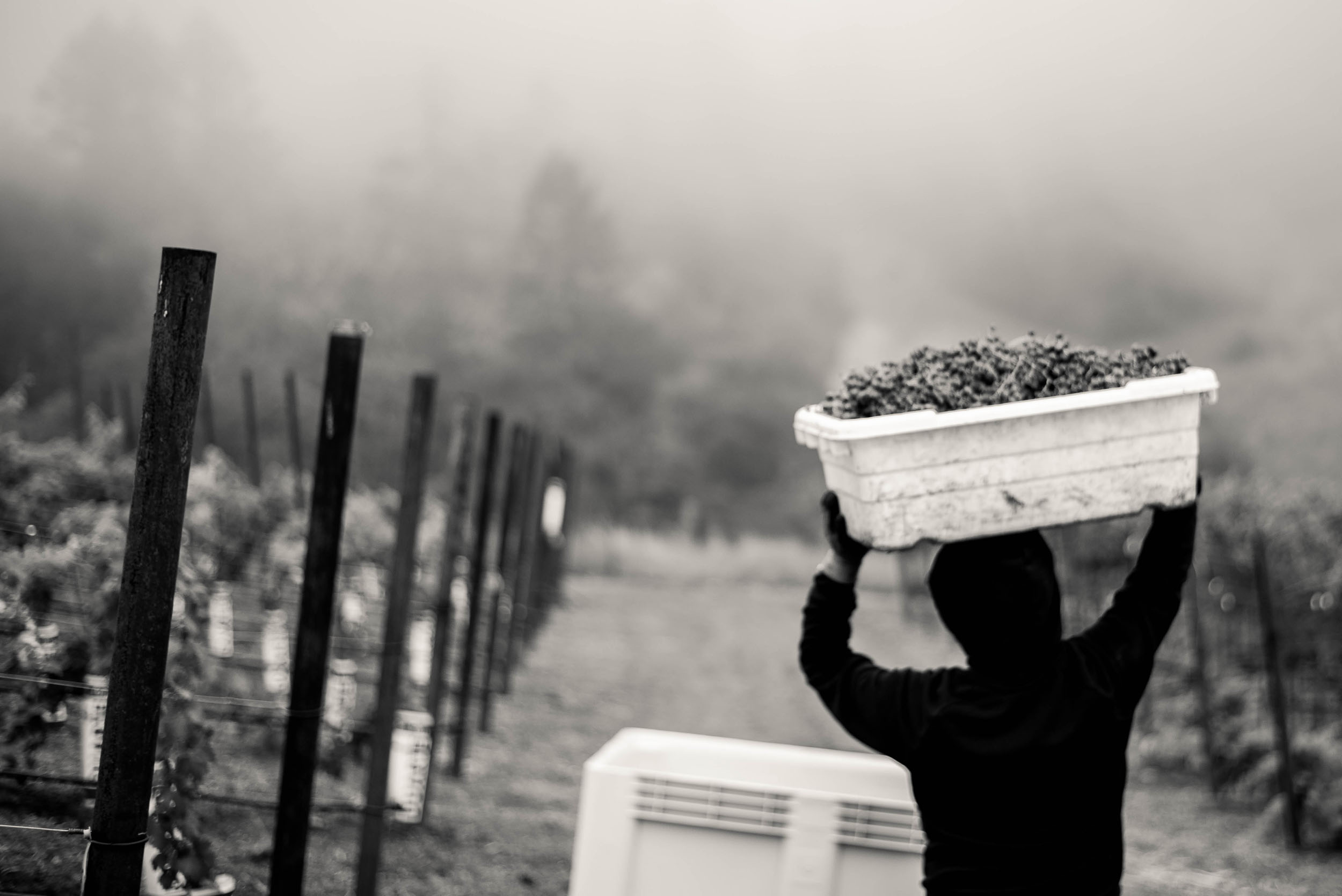 Cornell Vineyards This land is the source of our vision. Henry and