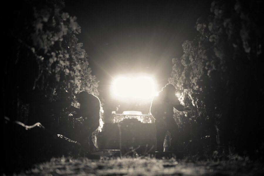 Cornell Vineyards This land is the source of our vision. Henry and