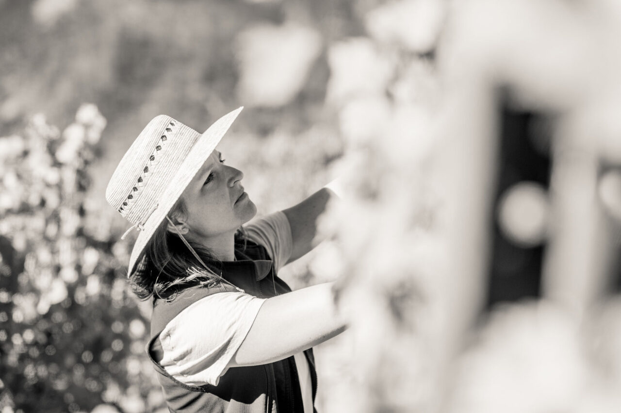 Vineyard Cornell Vineyards